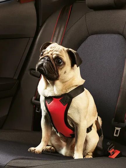 Ein kleiner Hund mit Hundesicherheitsgurt auf dem Rücksitz eines CUPRA.